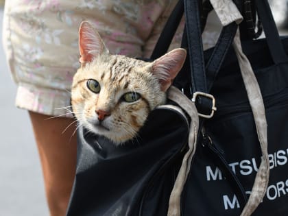 В жилых массивах Советского района будут вакцинировать собак и кошек от бешенства