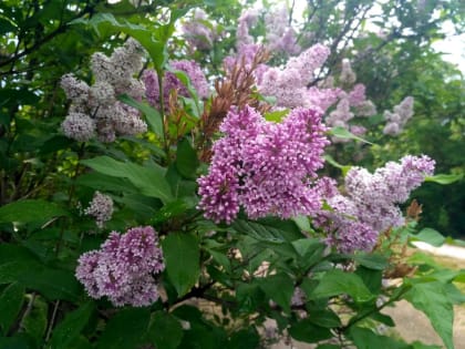 Прогноз погоды в Красноярске на 13 июля