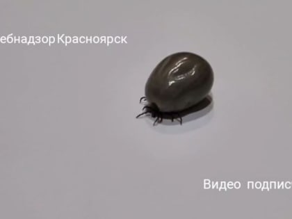 В Красноярском крае за неделю выявлено 20 случаев заражения клещевым энцефалитом
