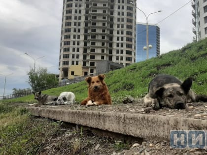 В Красноярском крае вспышка бешенства