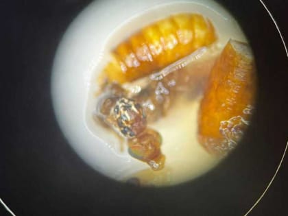 В Красноярске уничтожили 20 тонн дыни