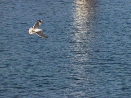 В Красноярске прогнозируют пасмурную неделю