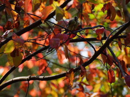 Красноярцам обещают теплую неделю сентября