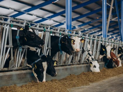 В девяти района Красноярского края вспыхнула эпидемия узелкового дерматита