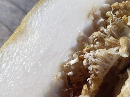 На красноярском оптовом рынке впервые нашли опасную дынную муху