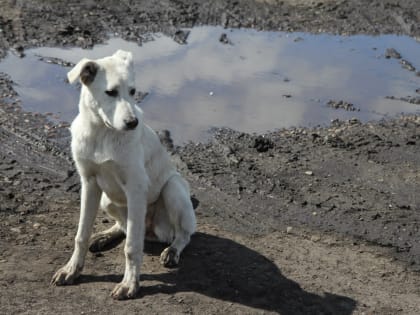 В Емельяновском районе зафиксирован очаг бешенства: рассказываем, чем опасно заболевание