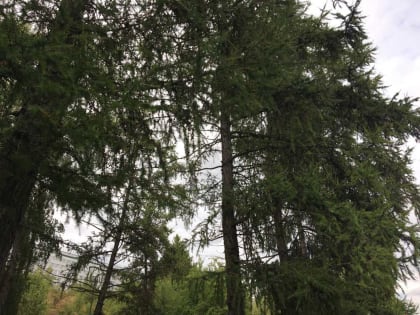 В Алтайском крае клещи покусали более 1000 детей