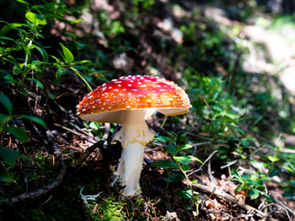 Красноярец лечился мухоморами и попал в токсикологию. Его госпитализировали прямо с работы