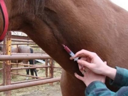 У лошадей в Красноярском крае выявили смертельный вирус