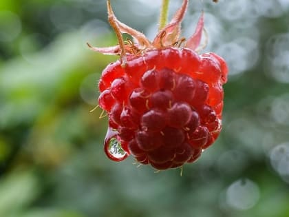 Лето портится: красноярцев ждет неделя августовских дождей