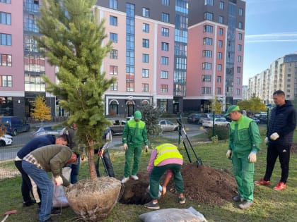 В честь дня рождения Владимира Путина партпроект «Зеленая экономика» вместе с жителями высадил деревья около красноярской школы