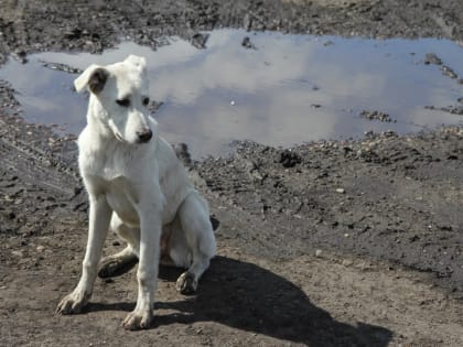 Под Красноярском обнаружили больную бешенством собаку