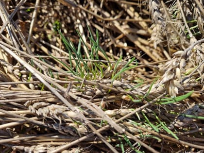 Кризис в Красноярском крае: что ждет регион в ближайшие годы