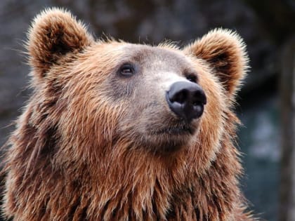 Из-за метели и медведя жителям Норильска рекомендовали соблюдать осторожность