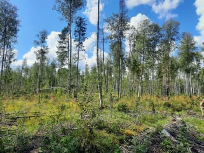 Состояние 10,2 тыс. га лесных насаждений улучшилось, благодаря проведению санитарно-оздоровительных мероприятий