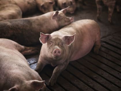 В Минусинском районе вспышка африканской чумы