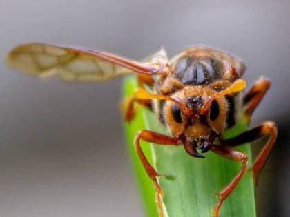 По прогнозам синоптиков, неделя в Шарыпово будет теплой, но с дождями