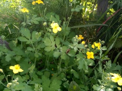 Прогноз погоды в Красноярске на 6 августа