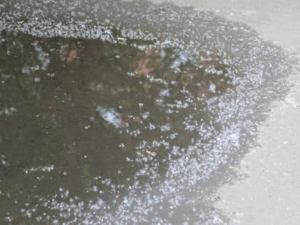 Специалисты Роспотребнадзора напомнили о профилактике аллергии в сезон тополиного пуха