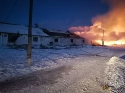 Две сотни телят погибли при пожаре в Красноярском крае