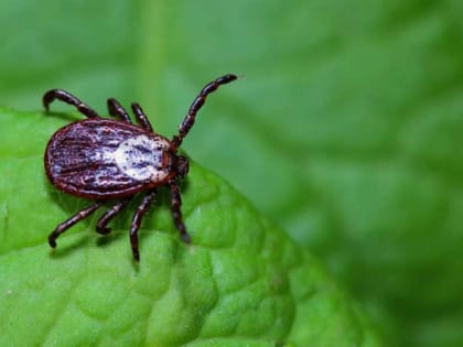 В Хакасии первой жертвой клещей стал ребёнок&nbsp;