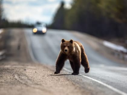 В окрестностях Железногорска охотники застрелили двух агрессивных медведей