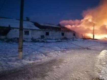 Около 90 телят погибли при пожаре в Красноярском крае