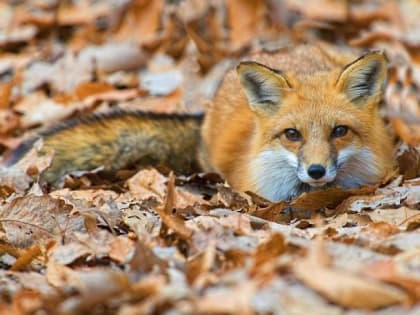 В Уярском районе зафиксирована вспышка бешенства из-за зараженной лисы