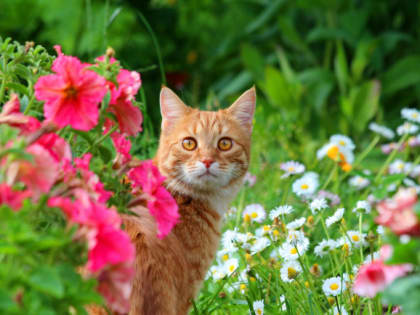 Небольшие дожди и теплая погода ожидает шарыповцев на неделе