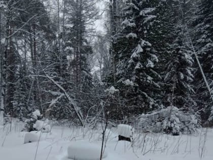 Жители края массово поехали в леса добывать еду незаконным способом