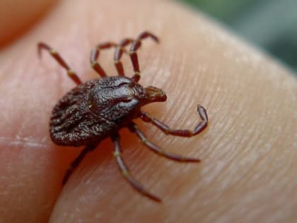 В Красноярском крае после укуса клещей зарегистрированы первые в этом году заболевшие эрлихиозом и анаплазмозом