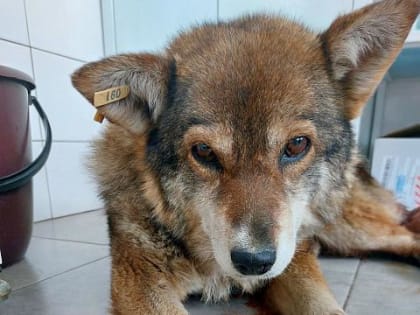 «Умерла от онкологии»: в Красноярске перестали искать виновных в изнасиловании собаки бутылкой