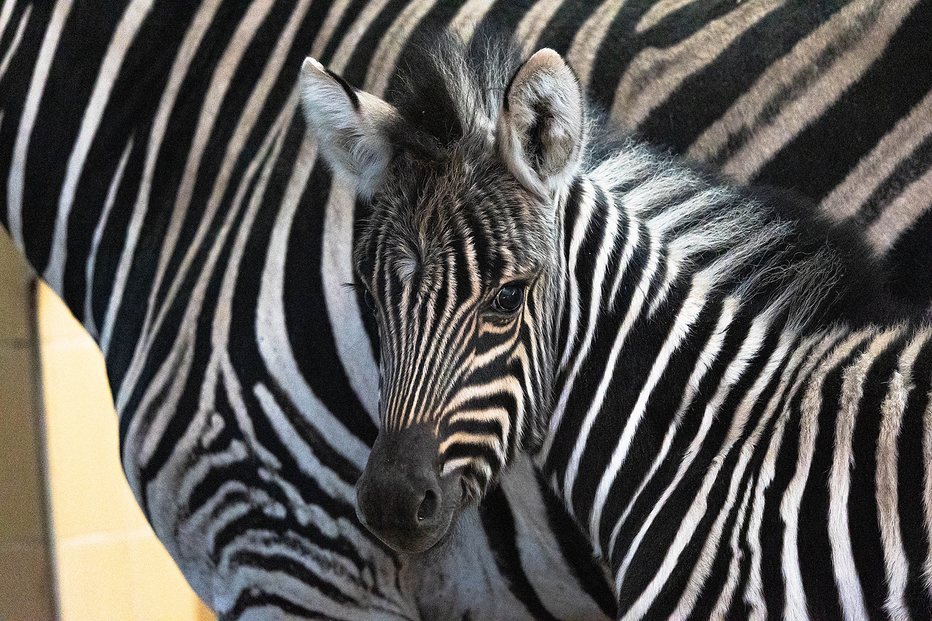 Hella.zebra