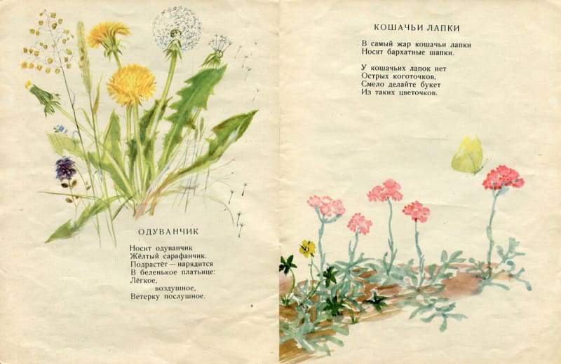 Nuestras flores