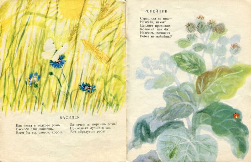 Nuestras flores