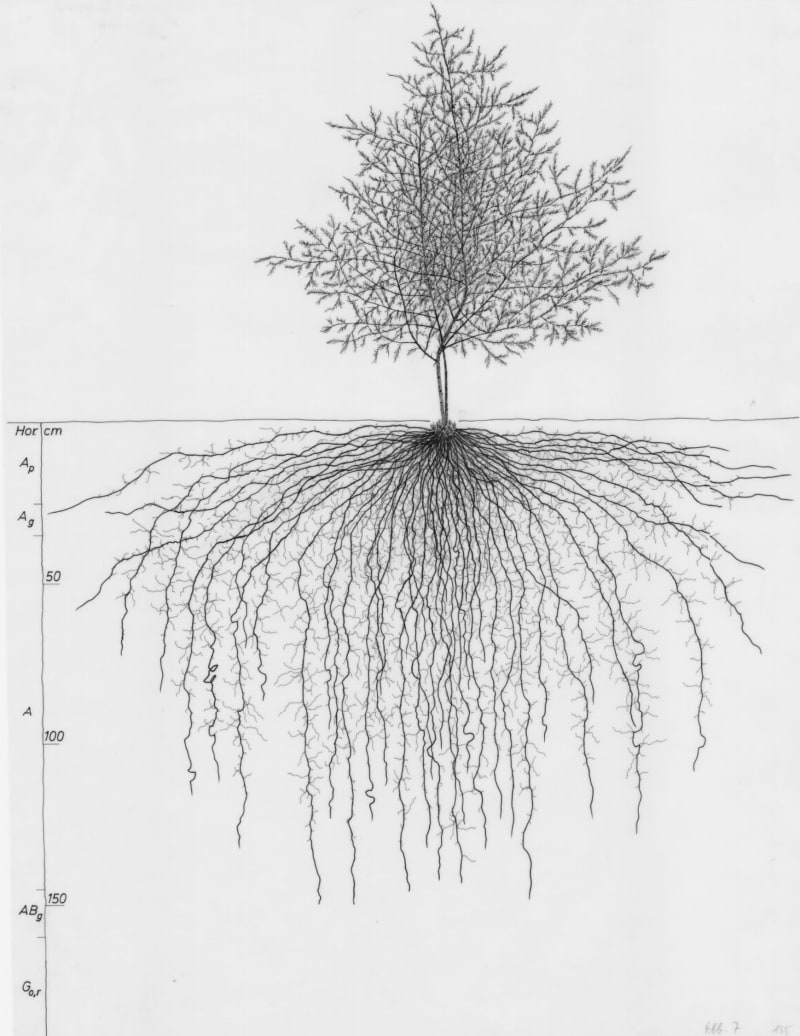 Root Map