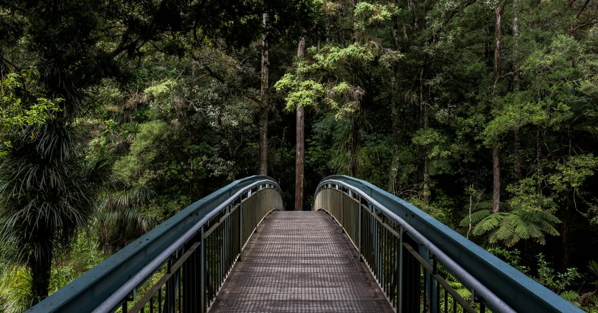 Treetop Trails Overview: Learn Basics, Safety Tips, and Wildlife Facts