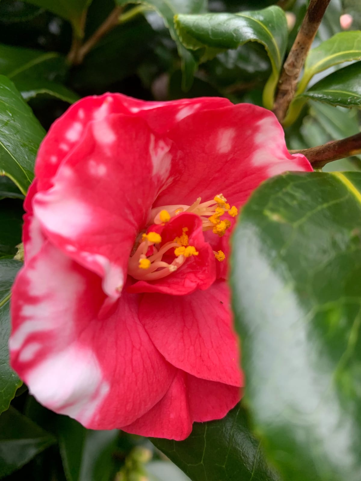 Camellia