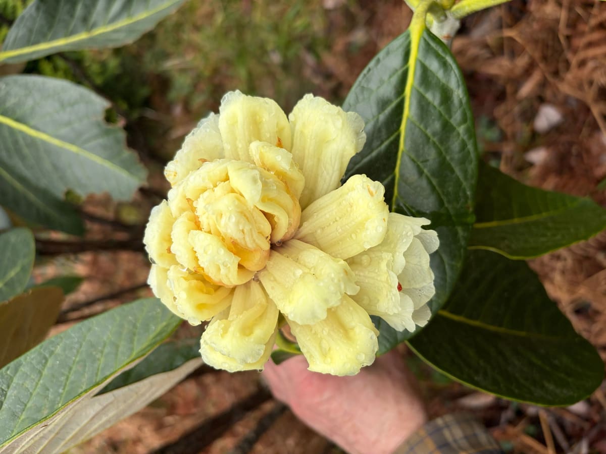 Giant rhododendron