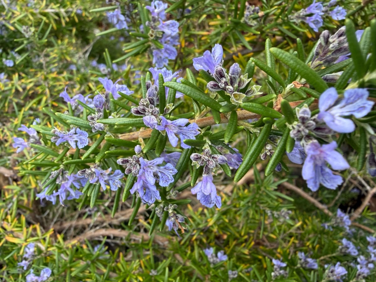 Rosemary