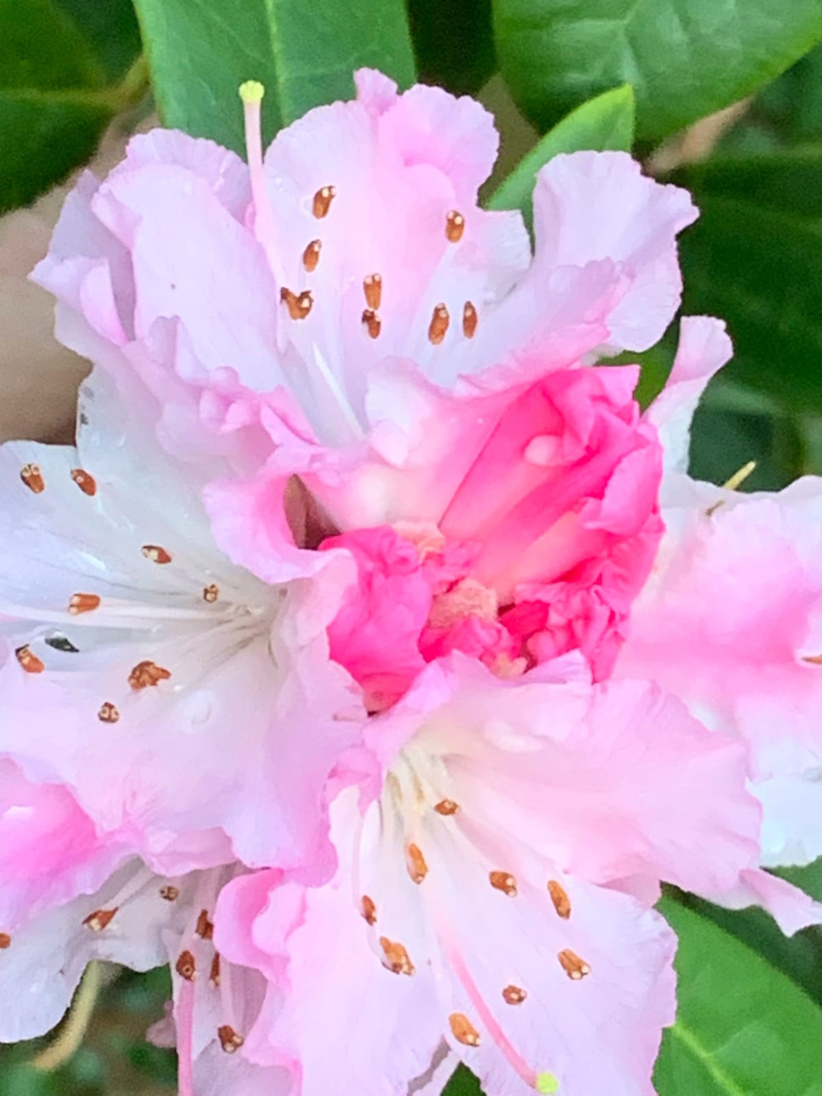 Ornamental Rhododendron