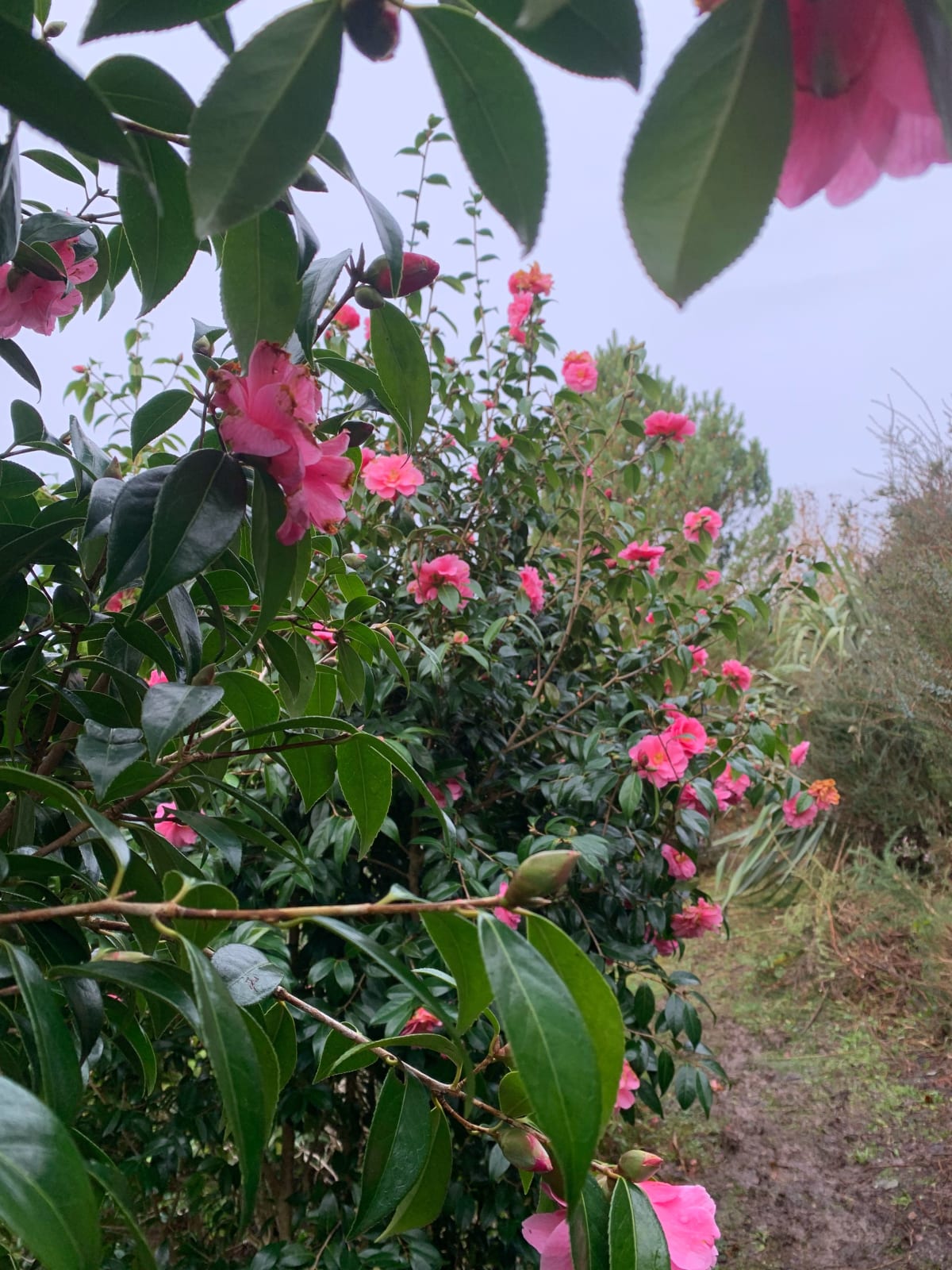 Camellia Tree