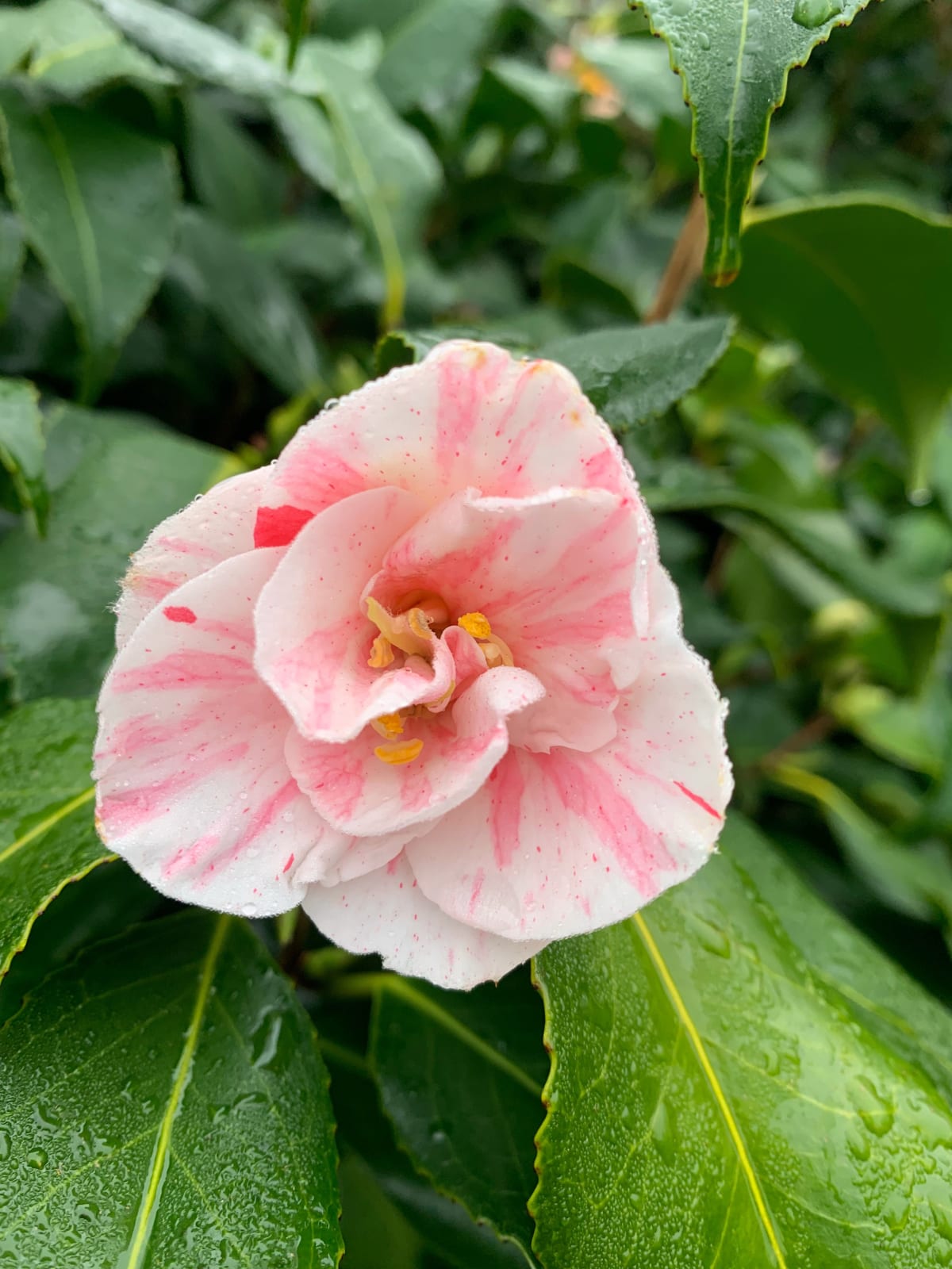 camellia japonica “Anita”