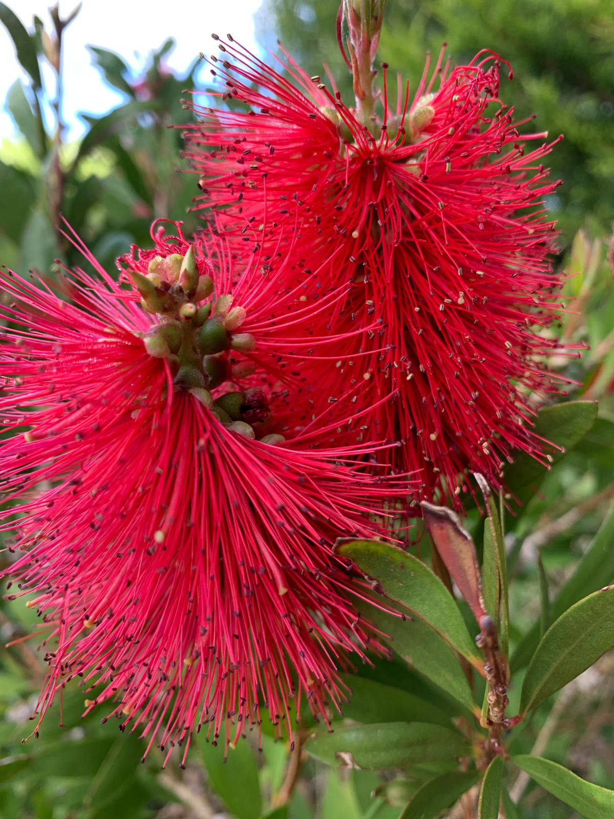 Bottle brush Crimson Callisto