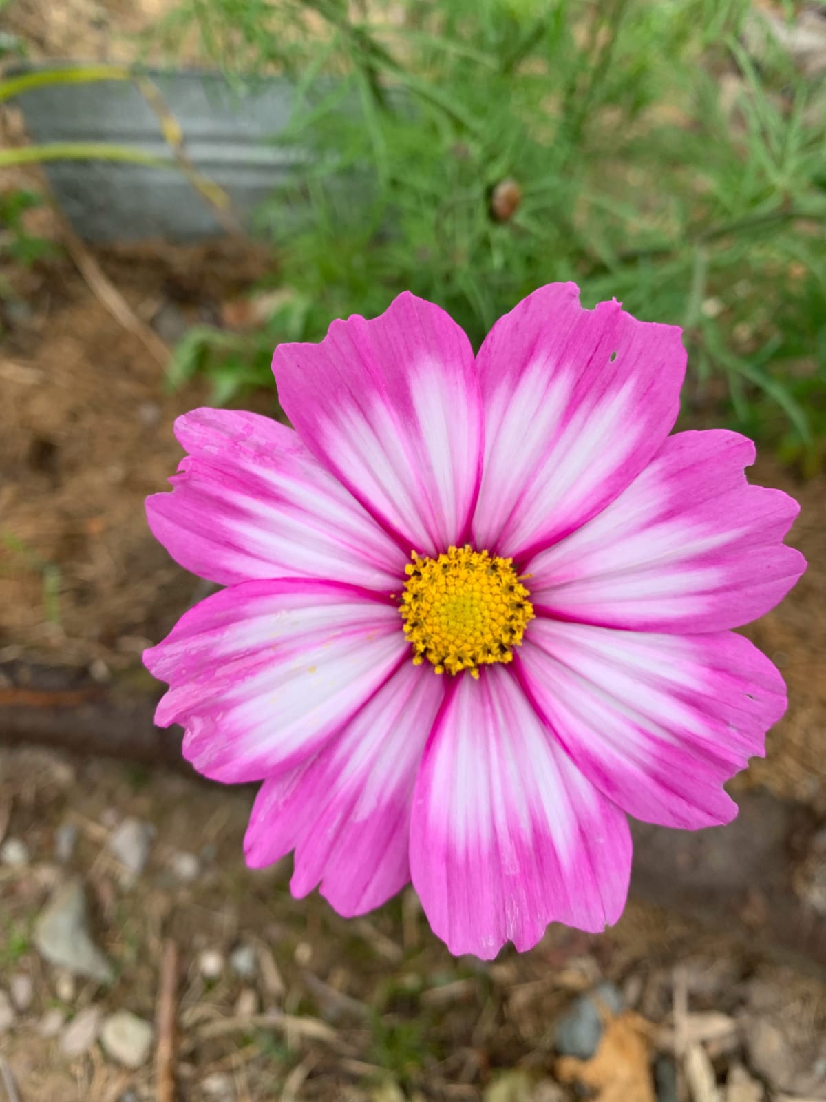 Cosmos