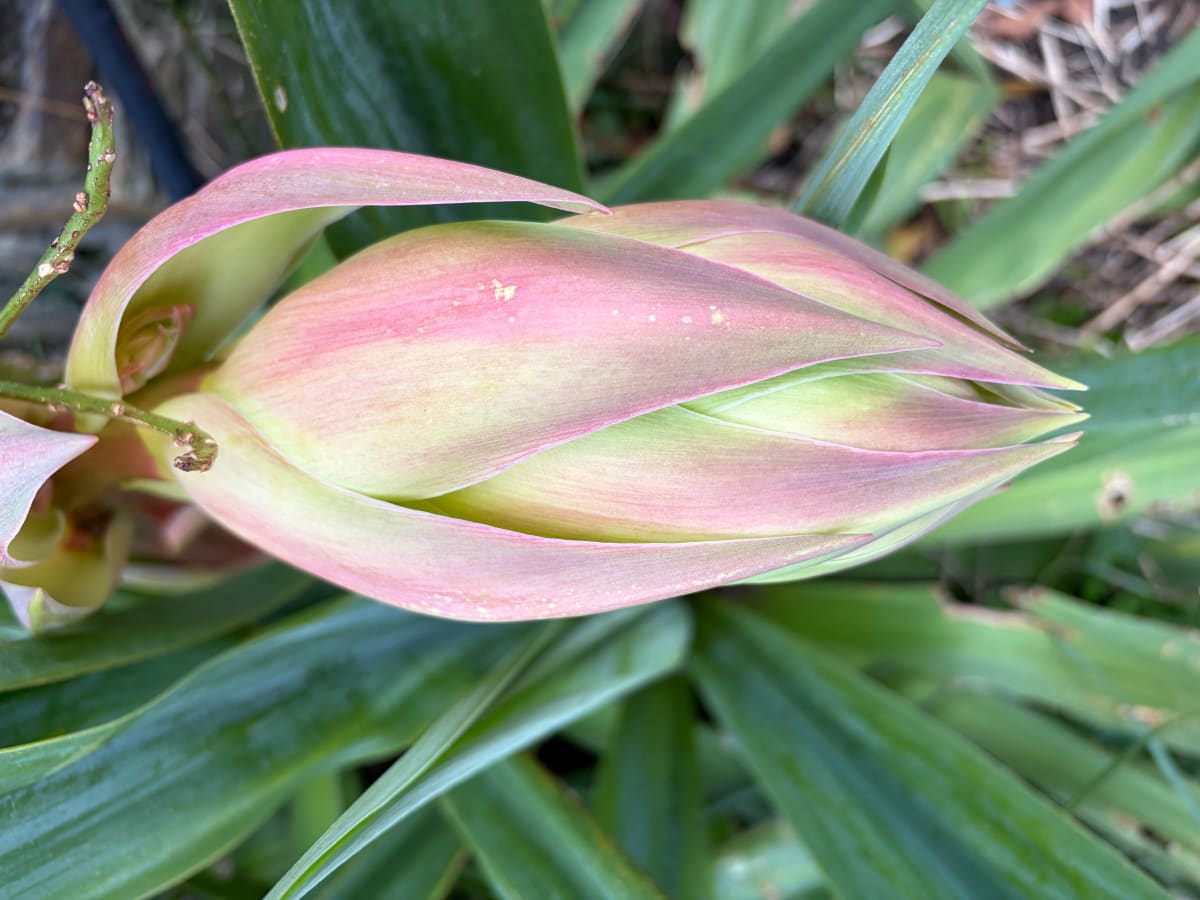 False Mexican Yucca