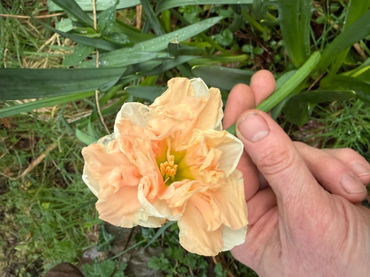 Daffodil