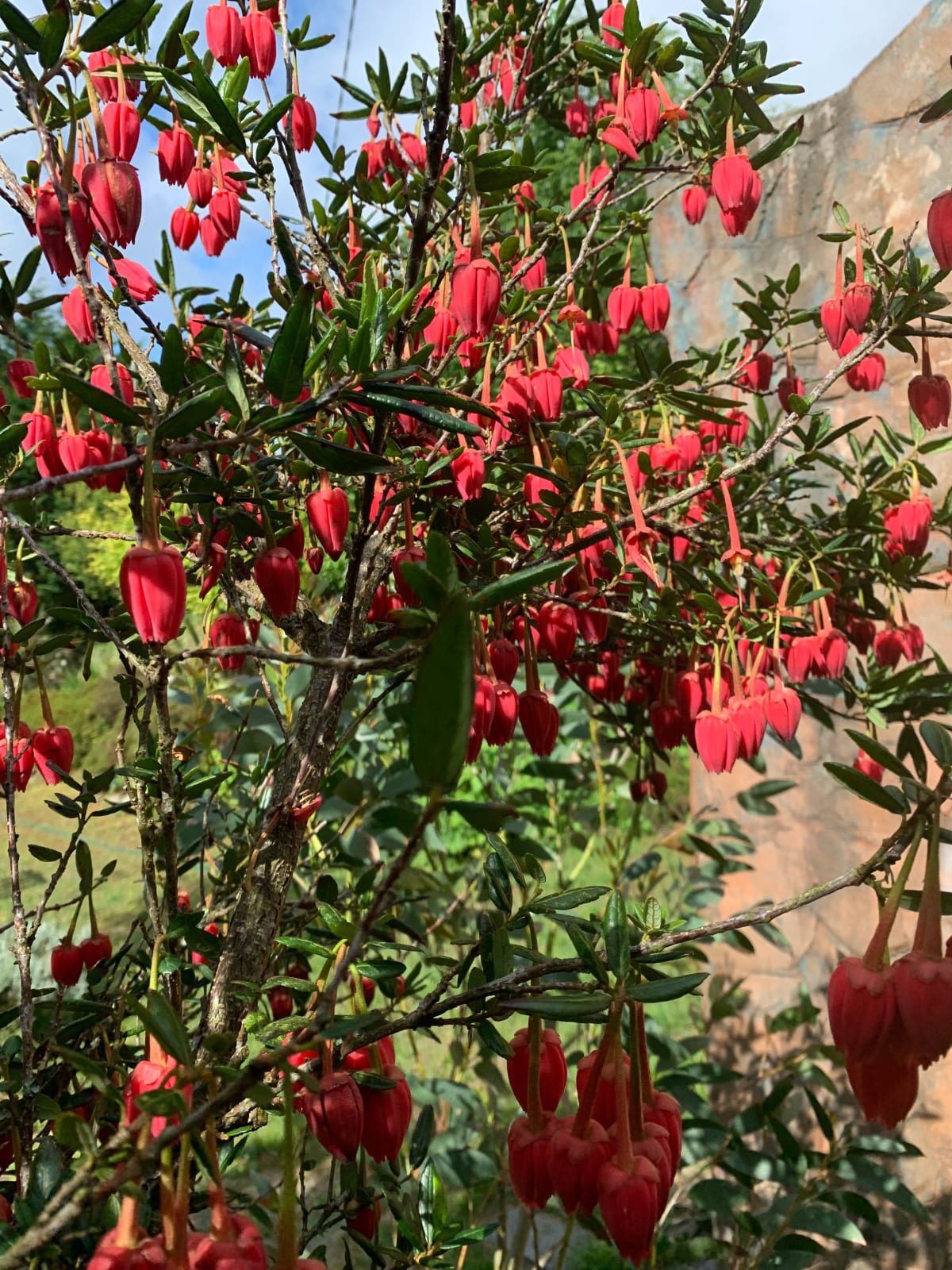 Chilean Lantern Tree