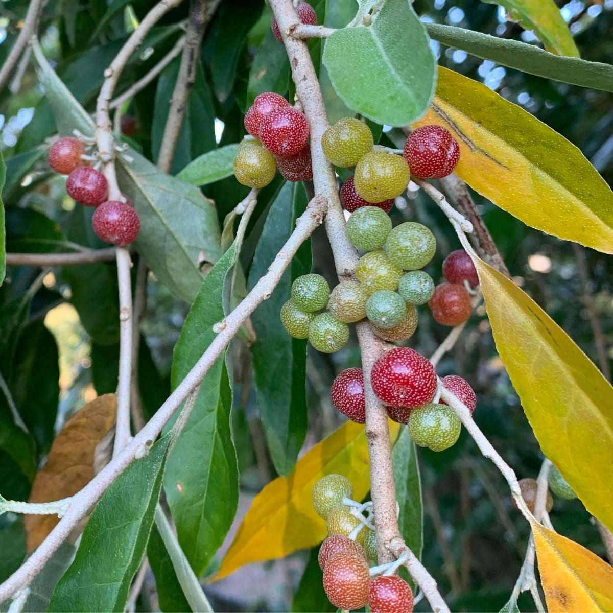 Autumn olive