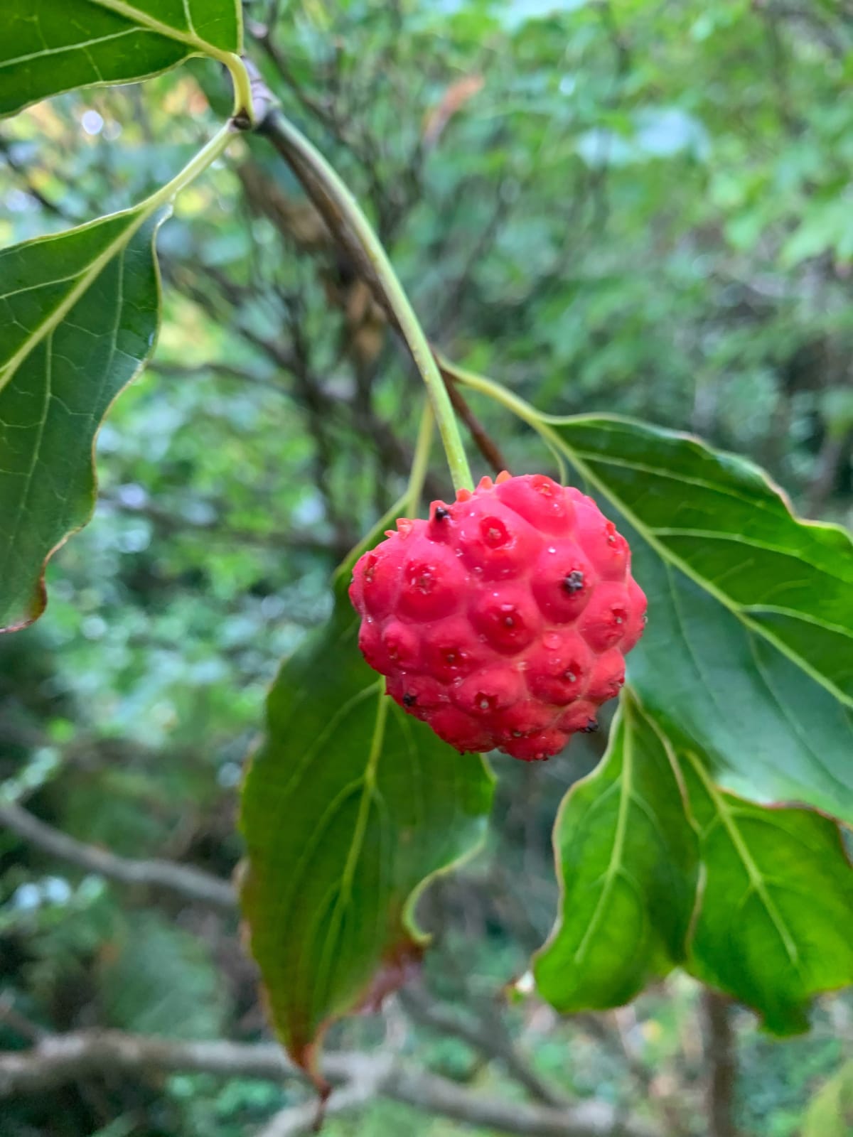 Himalayan strawberry tree